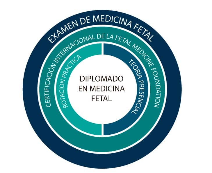 Educación 2 circulo diplomado fetal